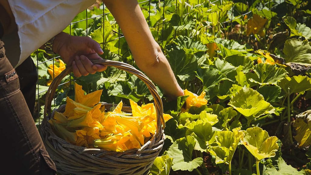 Σχετικά με εμάς 5 farm to table